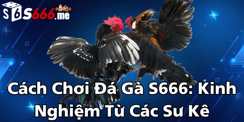cach-choi-da-ga-s666-kinh-nghiem-tu-cac-su-ke