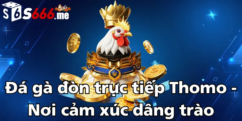 da-ga-don-truc-tiep-thomo-noi-cam-xuc-dang-trao
